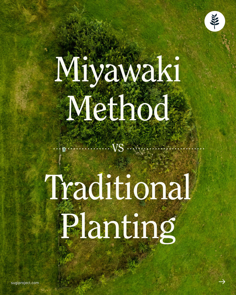 MIYAWAKI-FOREST-STUDY_.jpg