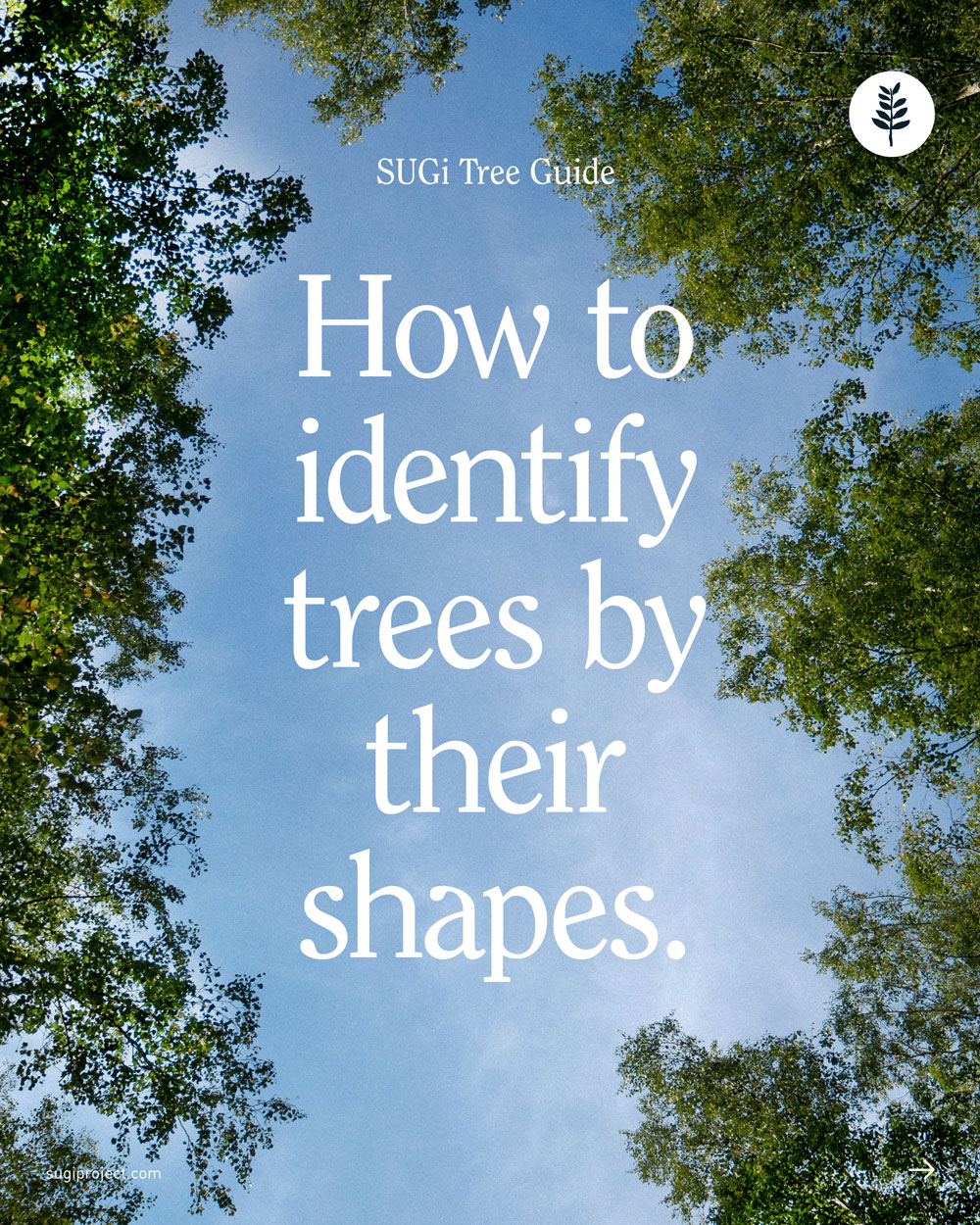 TREE-GUIDE-–-SHAPES_2025_.jpg