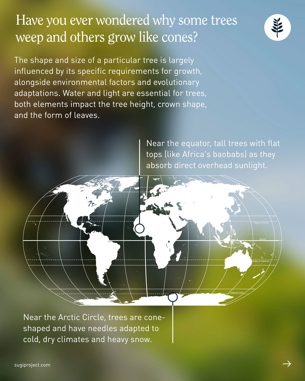 TREE-GUIDE-–-SHAPES_2025_2.jpg