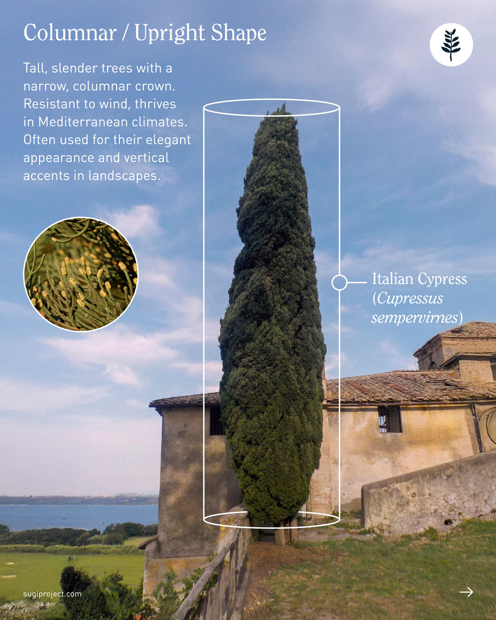 TREE-GUIDE-–-SHAPES_2025_3.jpg