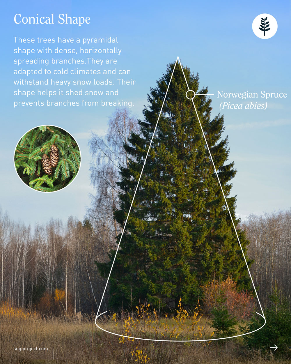 TREE-GUIDE-–-SHAPES_2025_4.jpg
