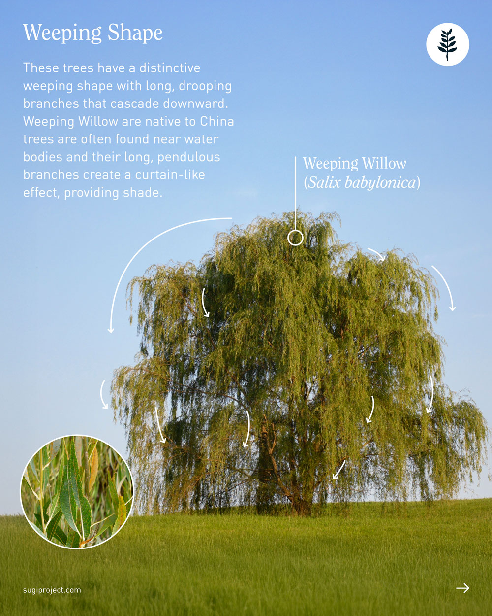 TREE-GUIDE-–-SHAPES_2025_5.jpg