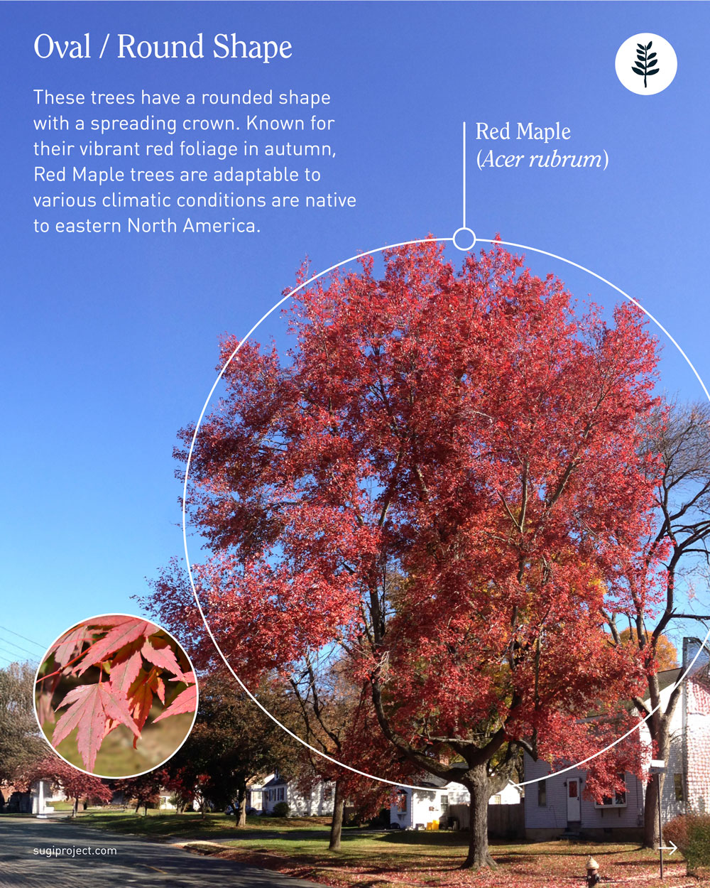 TREE-GUIDE-–-SHAPES_2025_6.jpg