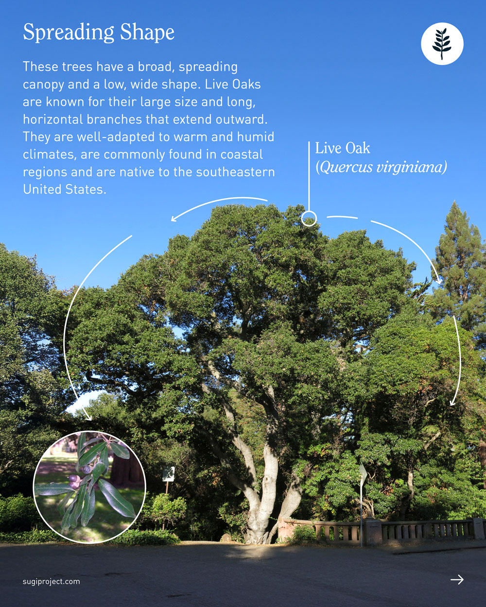 TREE-GUIDE-–-SHAPES_2025_7.jpg