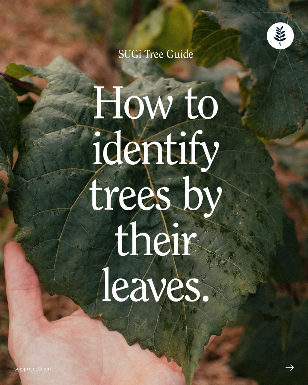LEAVES-SHAPES_2025_NEW_.jpg