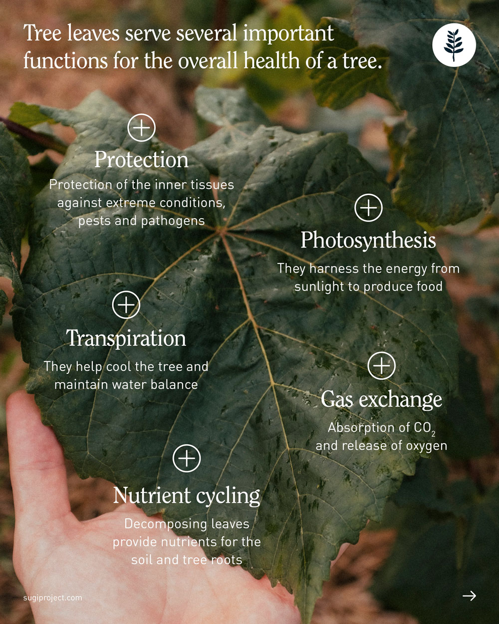 LEAVES-SHAPES_2025_NEW_2.jpg