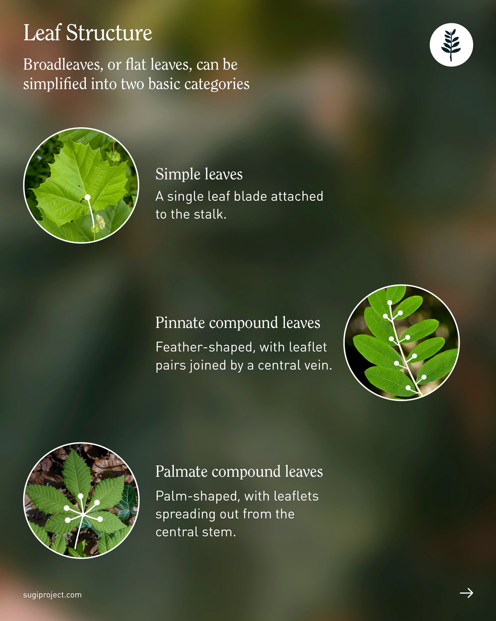 LEAVES-SHAPES_2025_NEW_5.jpg