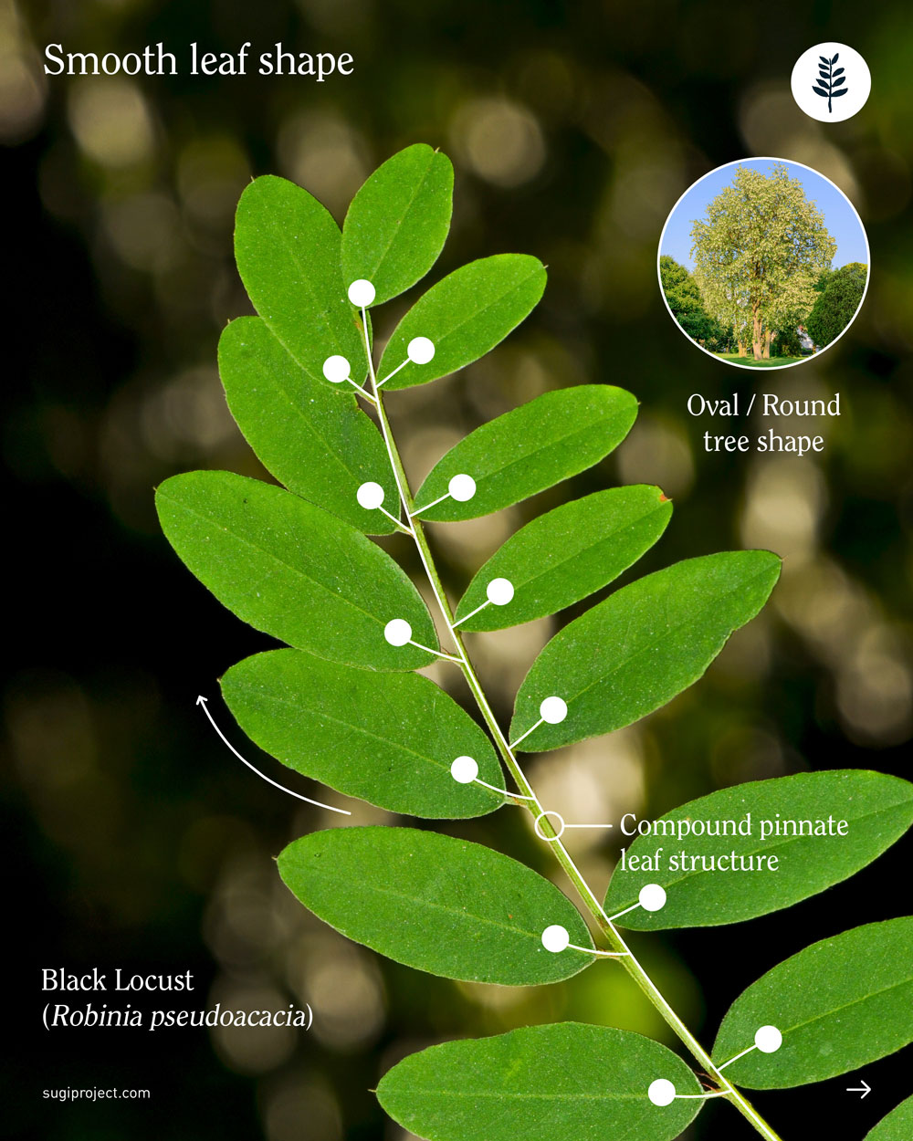 LEAVES-SHAPES_2025_NEW_6.jpg
