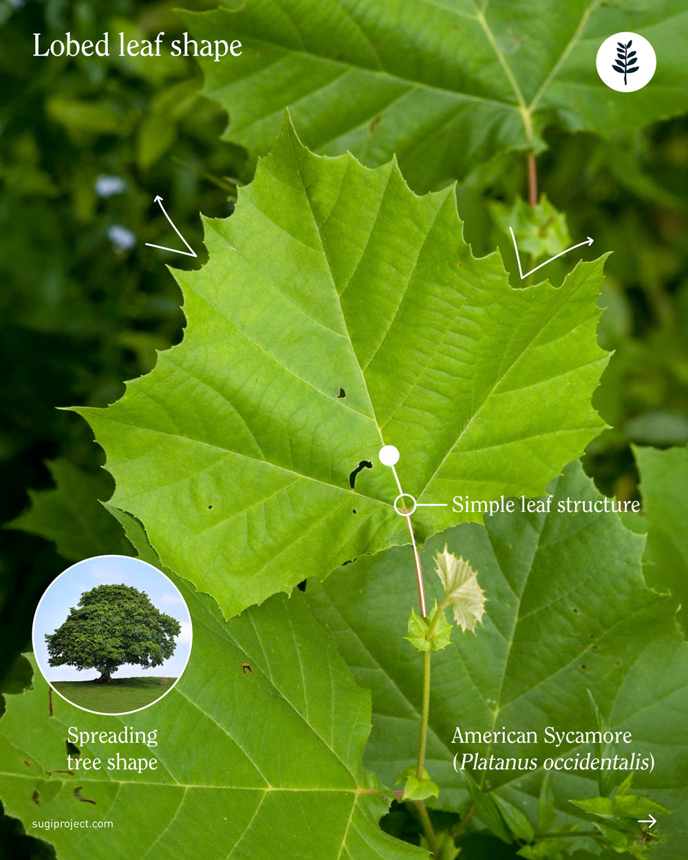 LEAVES-SHAPES_2025_NEW_7.jpg