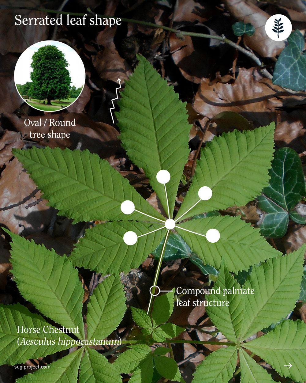 LEAVES-SHAPES_2025_NEW_8.jpg