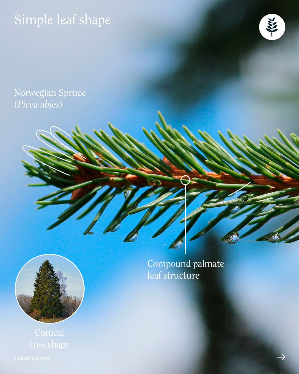 LEAVES-SHAPES_2025_NEW_9.jpg