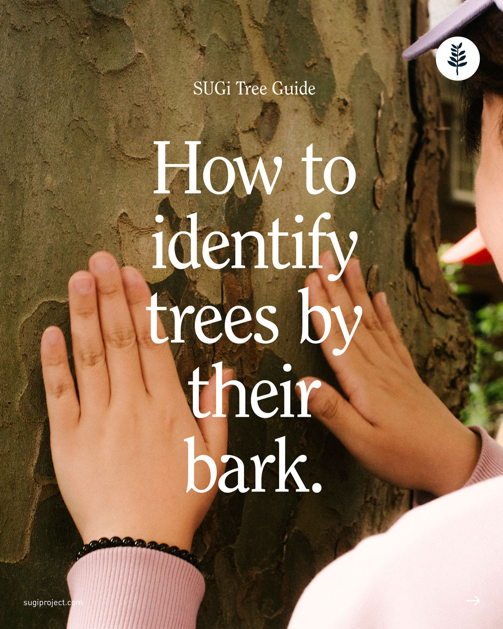 TREE-GUIDE-–-BARK-2026_NEW_.jpg