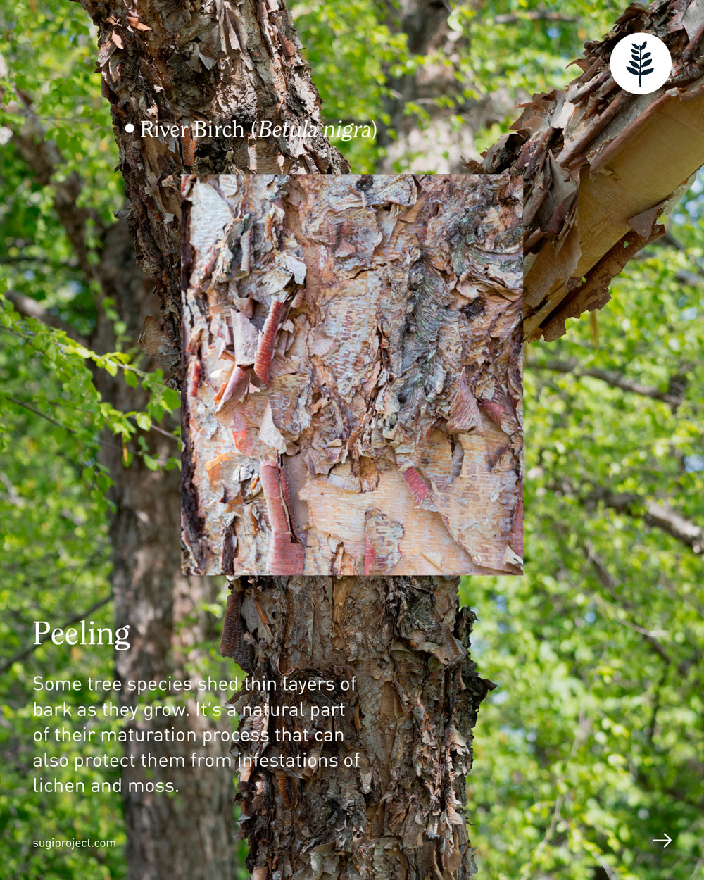 TREE-GUIDE-–-BARK-2026_NEW_5.jpg