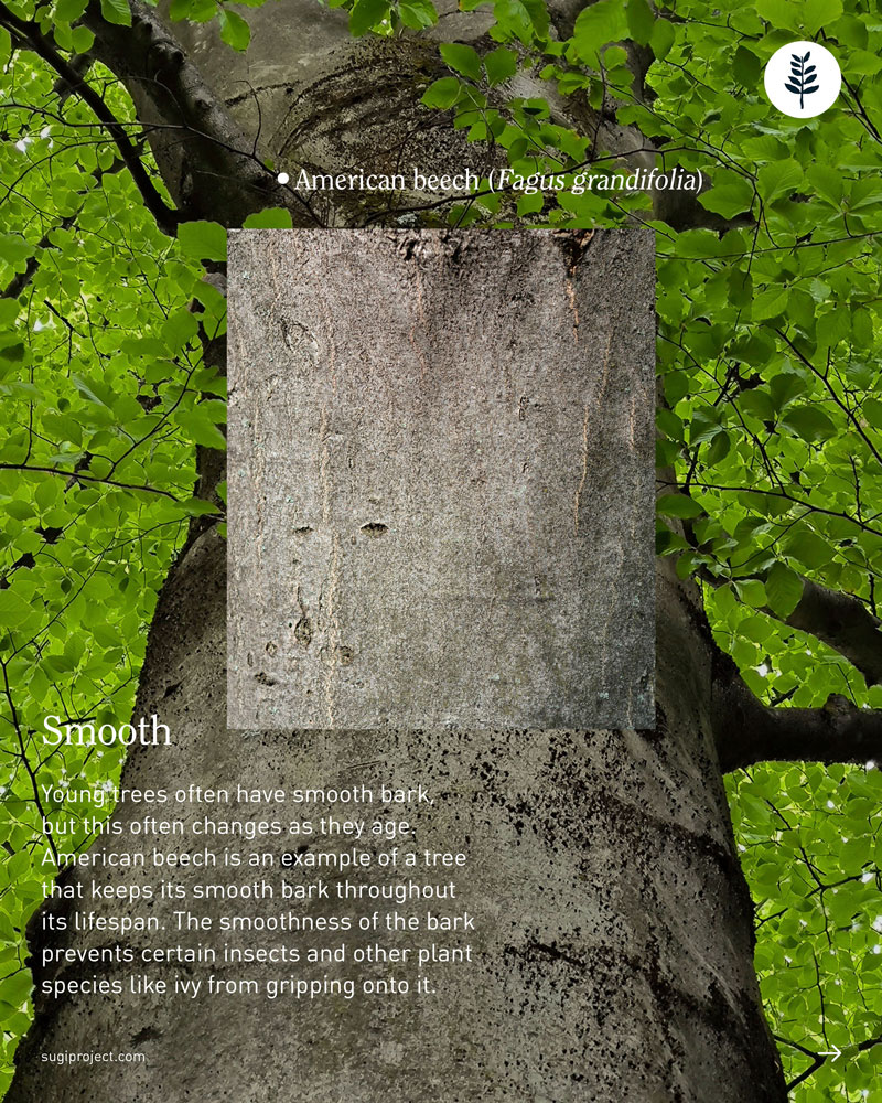 TREE-GUIDE-–-BARK-2026_NEW_3.jpg