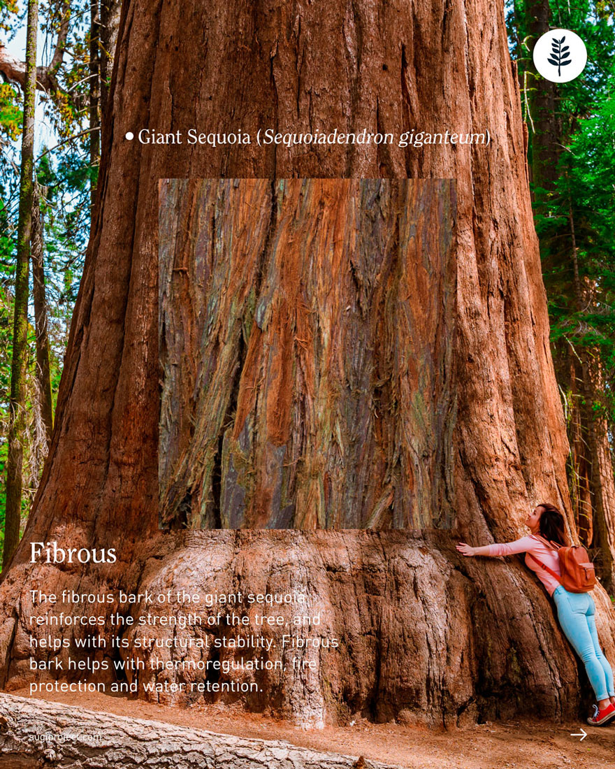 TREE-GUIDE-–-BARK-2026_NEW_6.jpg