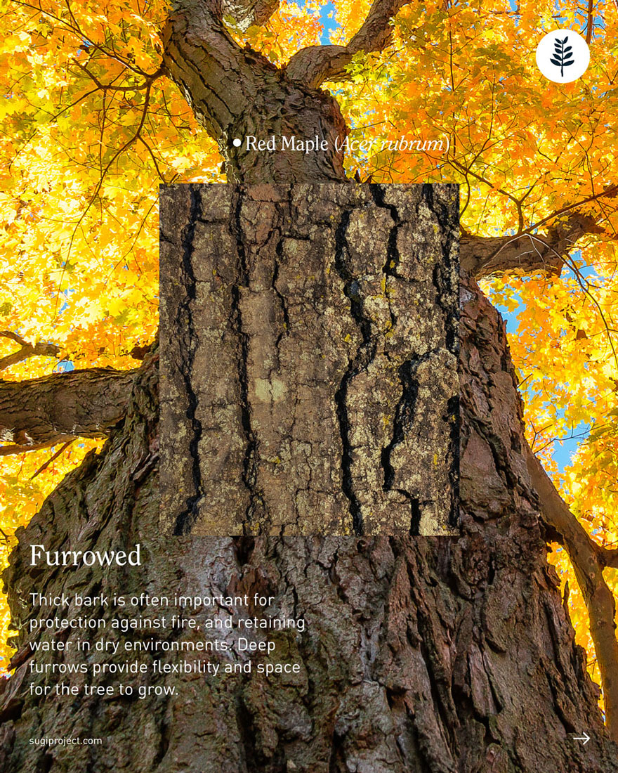 TREE-GUIDE-–-BARK-2026_NEW_4.jpg