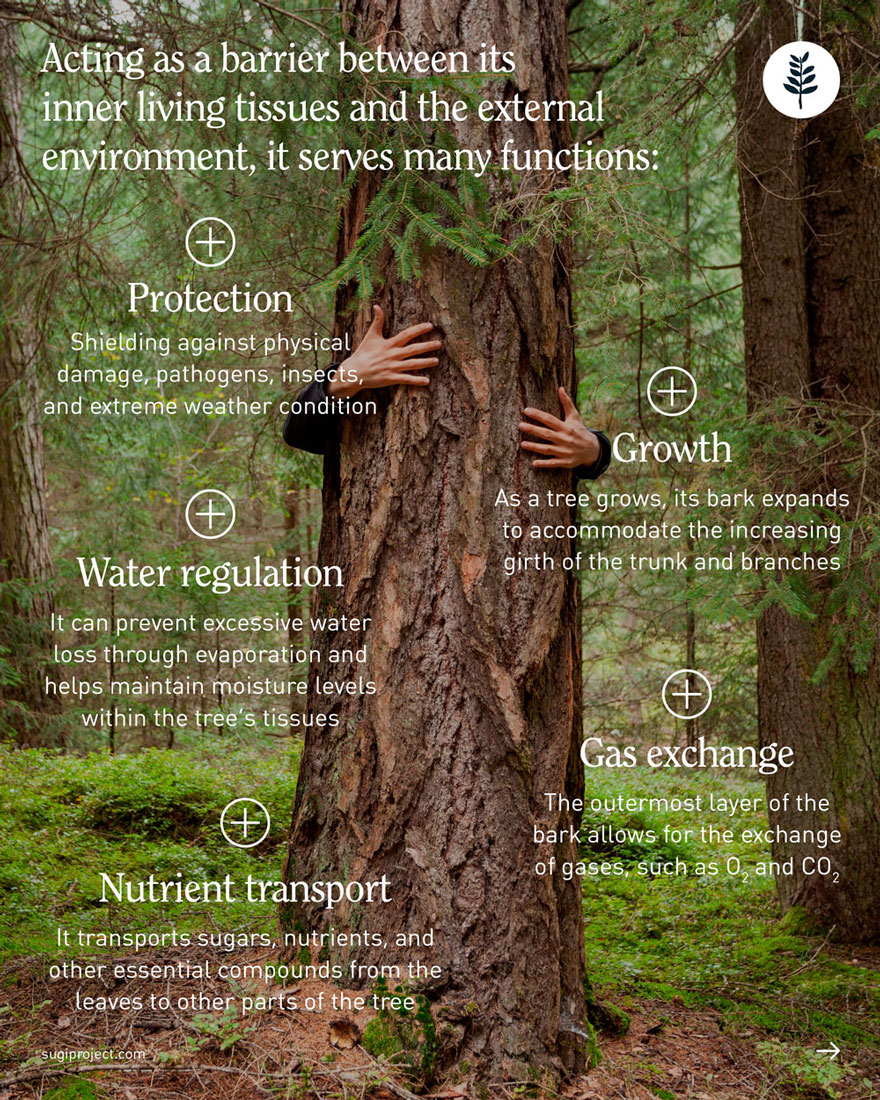 TREE-GUIDE-–-BARK-2026_NEW_2.jpg