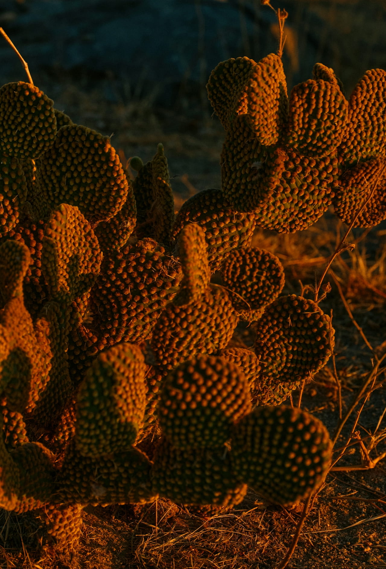 DTS_BANDITS_PALI_MENDEZ_Photos_ID14221.jpg